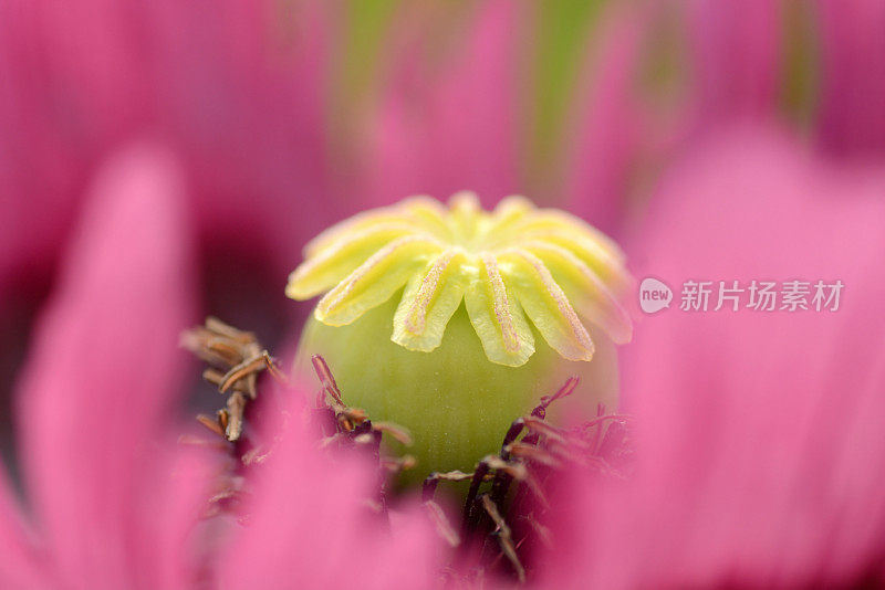 Poppy pistil。